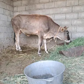 tüwe