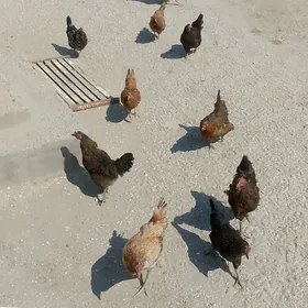 tawuk