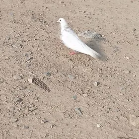 Guşlar