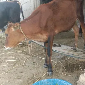TÜWE GÖLE