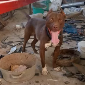 Pitbull
