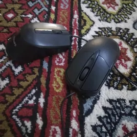 syçanjyk miska