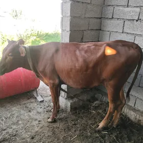 Gulajynlar bakyýan 4 sany