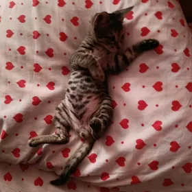 домашние котята