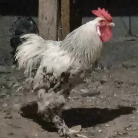 horaz
