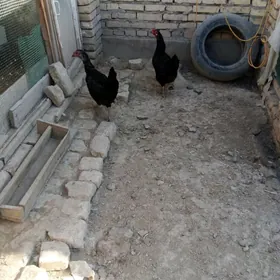 товук