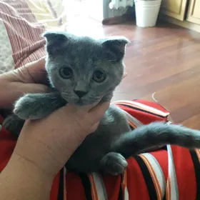 продаю котенка