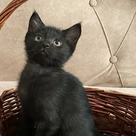 котята