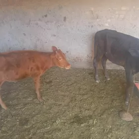 Gulajyn gole