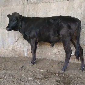 GBIRIR OKUZ