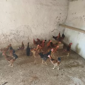 Towuklar