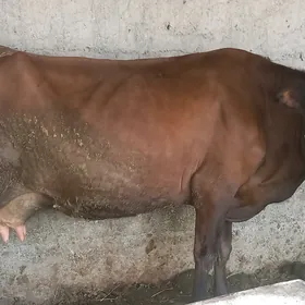 Sygyr