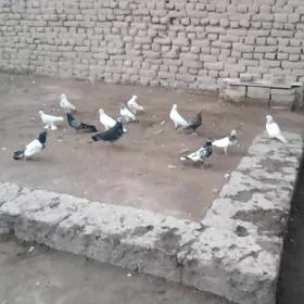 kepderi