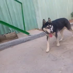 haski  abmen bolya