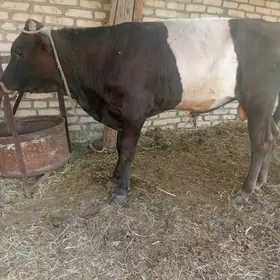 okuzler