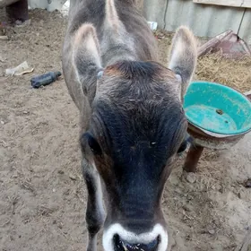 okuzce