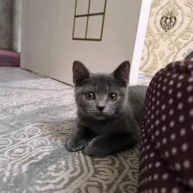 срочно шотландский  мальчик