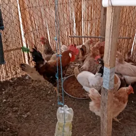 guzlap duran turkmen towuklar