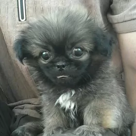 королевский пикинес