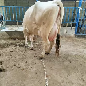 Göleli sygyr