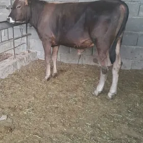 Ökuz swes