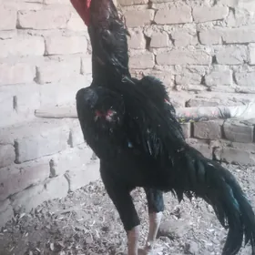 Azil Ak Ayak