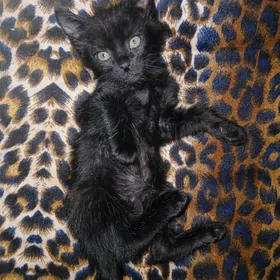 кошка
