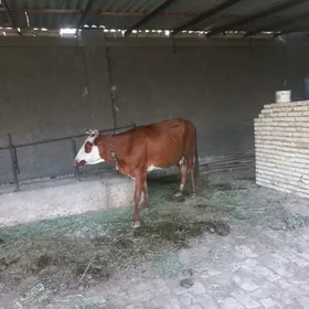 gysyr sygyrlar