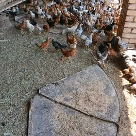 çuje 3aylyk  yagday gowy