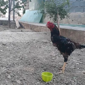 Taşkent horaz