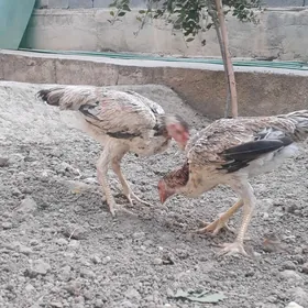 Taşkent maki