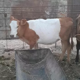 Гачар