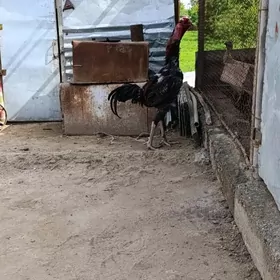 horaz
