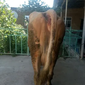 simentali