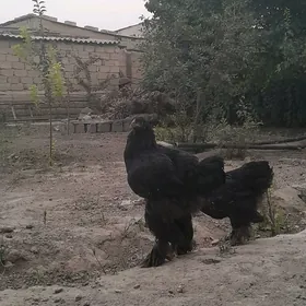 Brama gara