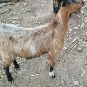 Kelek geci Yasajyk Tohum geci