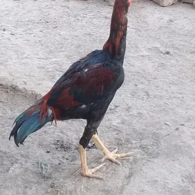 Samo ozbek  juje