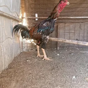 Horaz