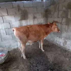 öküz