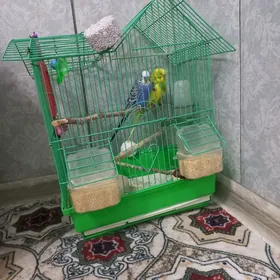 pabugaù