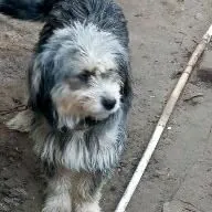 Туйлек