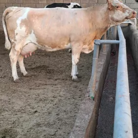semental sygyr
