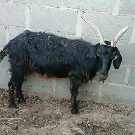 geci