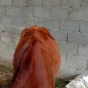 1ýaş 7 aýlyk tuwe