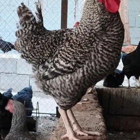 DOMINAT HORAZLAR