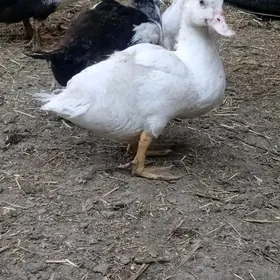induşka