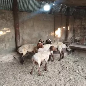 Goç