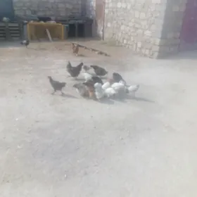 towukla.Brama.jüjele.