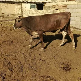 okuzceler.