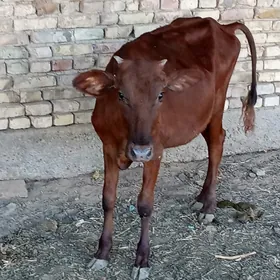 GULAJYN 1 YAŚ